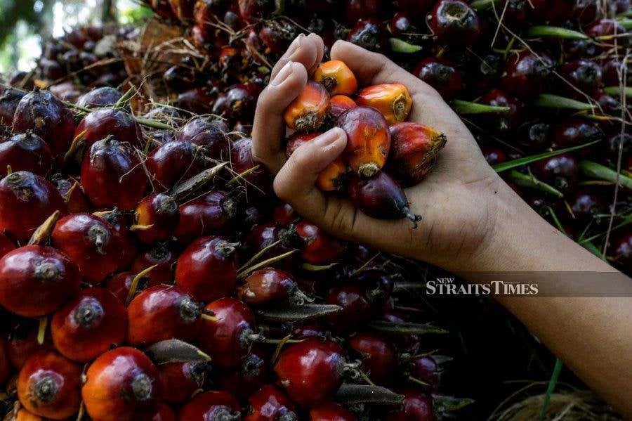 Palm falls on weak rival oils, stronger crude oil limits decline