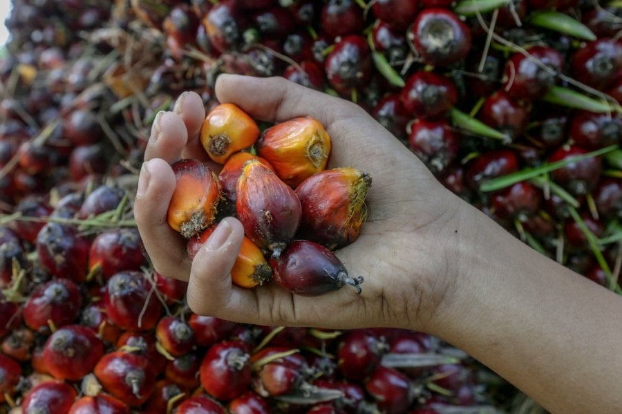 Malaysia, China ink deal to boost palm oil supply chain in western China