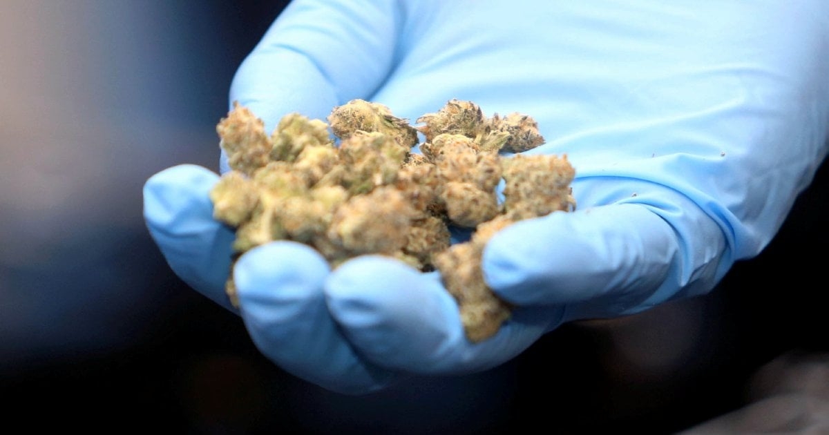 [UPDATED] Ganja haul: Over 73kg seized in Kepong, 2 held