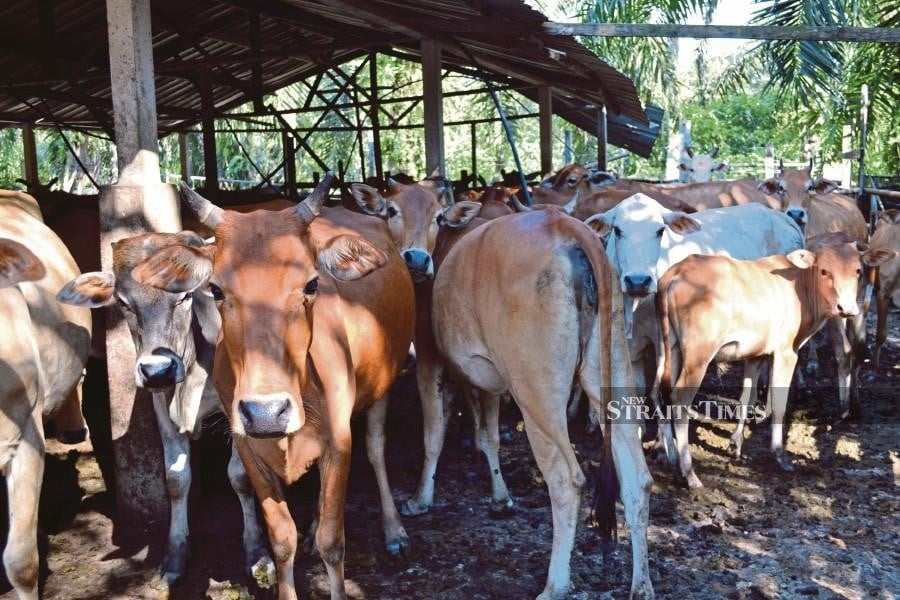 Malaysia remains anthrax-free since 1976, says Veterinary Services Department