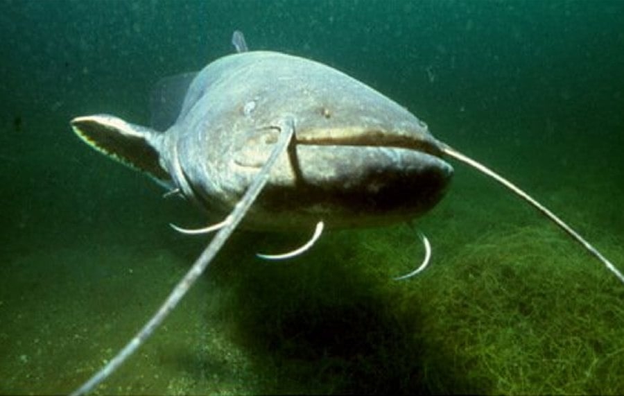 Police shoot giant catfish which injured five in lake