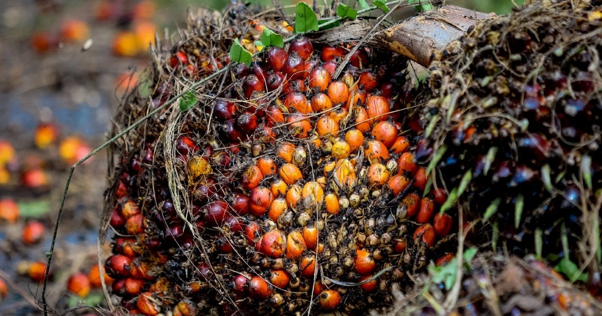 Palm oil output rises in April, price recovery expected by mid-year