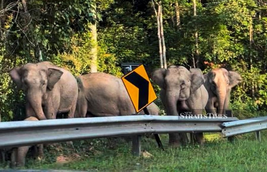 Fruit left for elephants by NGO puts drivers at risk on highway