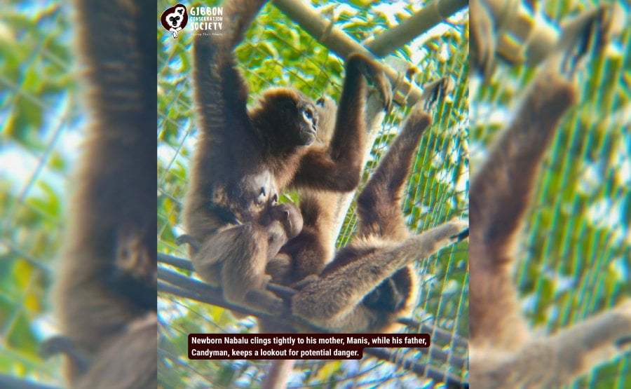 World's first gibbon born in captivity in Sabah to be released into the wild