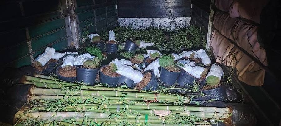 RM3.44mil in smuggled plants seized, two lorry drivers arrested in Kelantan