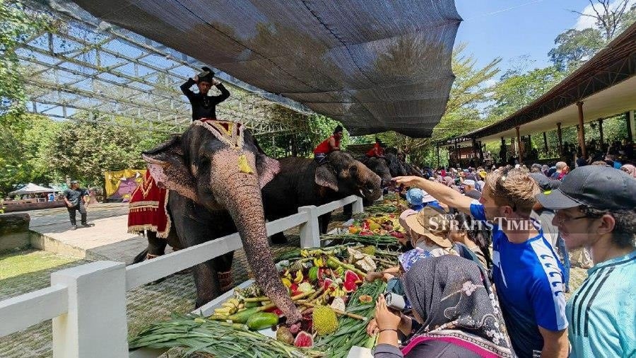 Perhilitan installs LED signs to prevent elephant accidents at wildlife crossings