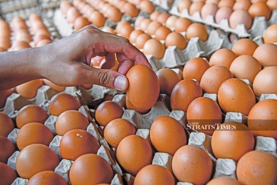 Fomca backs egg subsidy removal, calls for consumer protection measures