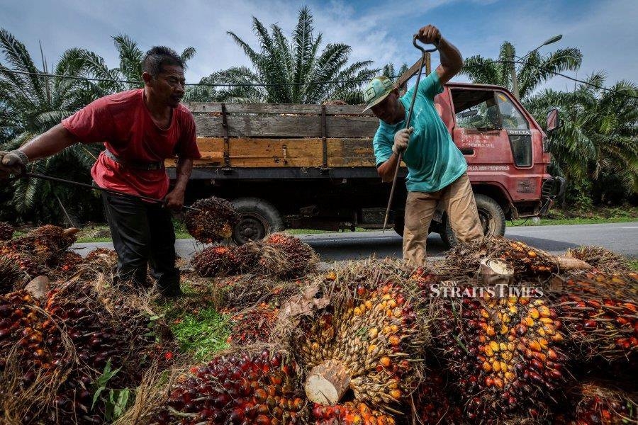 No decision yet on EUDR low risk status for Malaysian palm oil