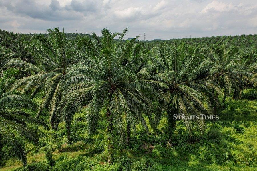 Portsim bolsters Malaysia's presence in China's high-value palm oil market