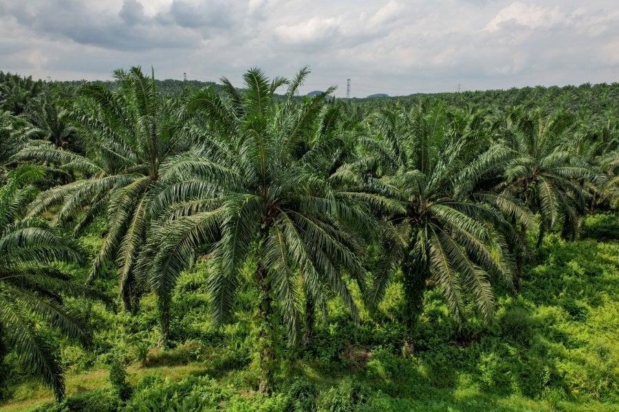Palm gains higher on Chicago's soyoil, crude oil rally