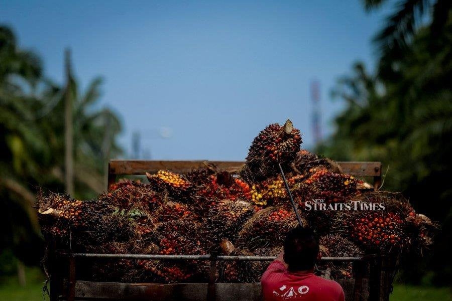 Palm slips on weak Dalian palm oil, crude