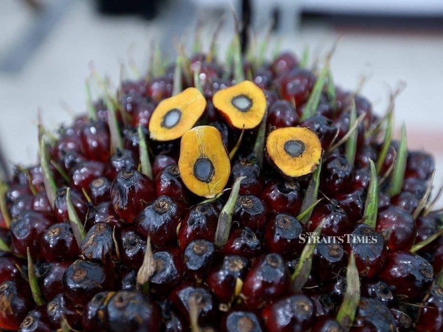 Palm oil muted but poised for sixth weekly gain