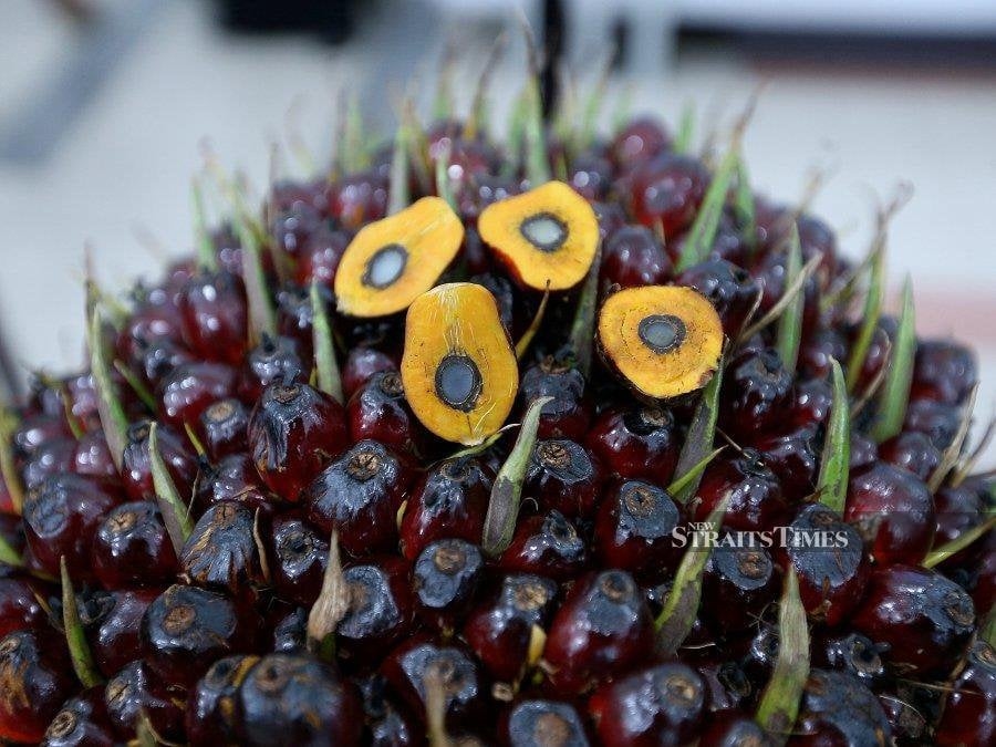 Palm flat as strong Dalian oils counter weak crude, Chicago soyoil