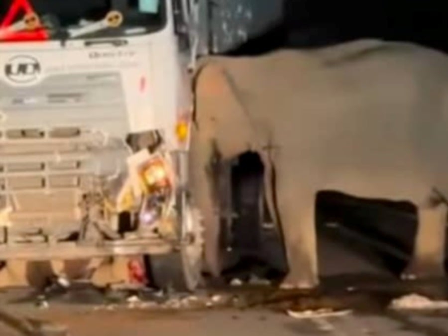 'She wouldn't leave her baby': Mother elephant stays by calf pinned under truck