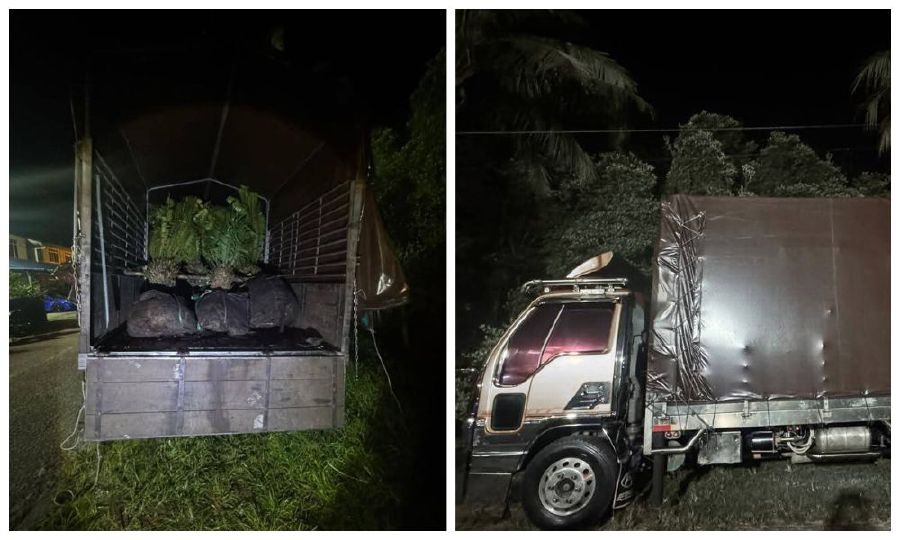 GOF seizes over RM1mil worth of smuggled durian saplings, rare plants, cigarettes