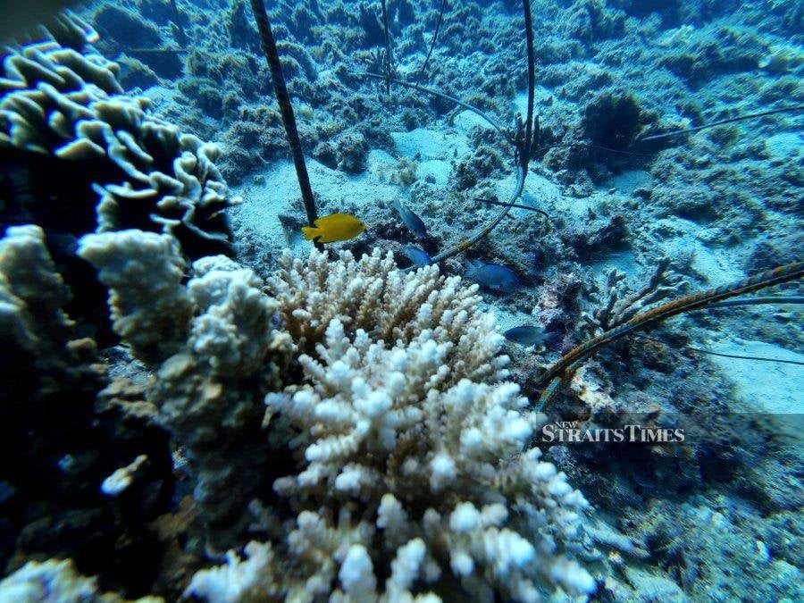 Malaysia's coral reefs in crisis as 34.1pct declared dead