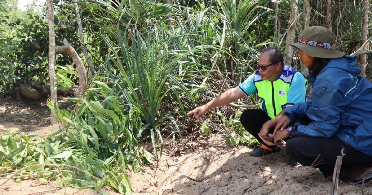 Pahang Fisheries Dept condemns turtle abuse at Cherating beach