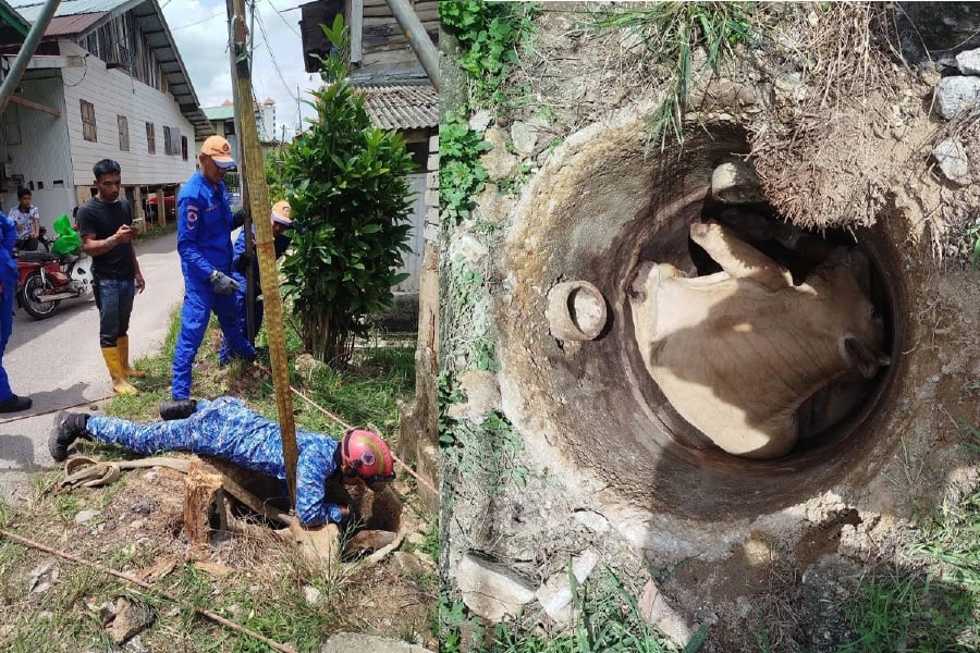 Cow for Aidiladha sacrifice dies after falling into well