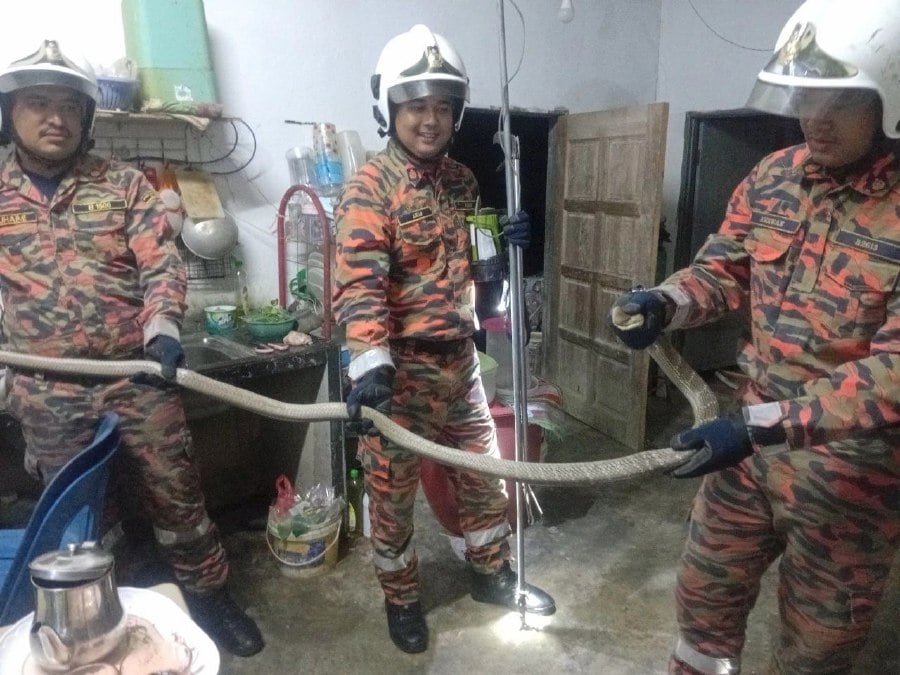 Kupang couple's Aidiladha preparations disrupted by surprise snake visitor