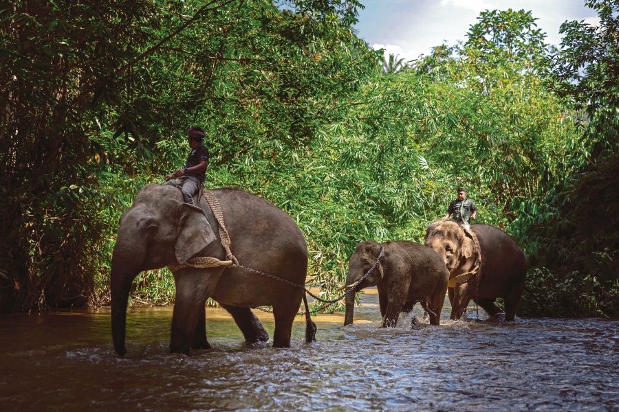 Perhilitan expects elephant sanctuary in Gerik to be operational by 2030