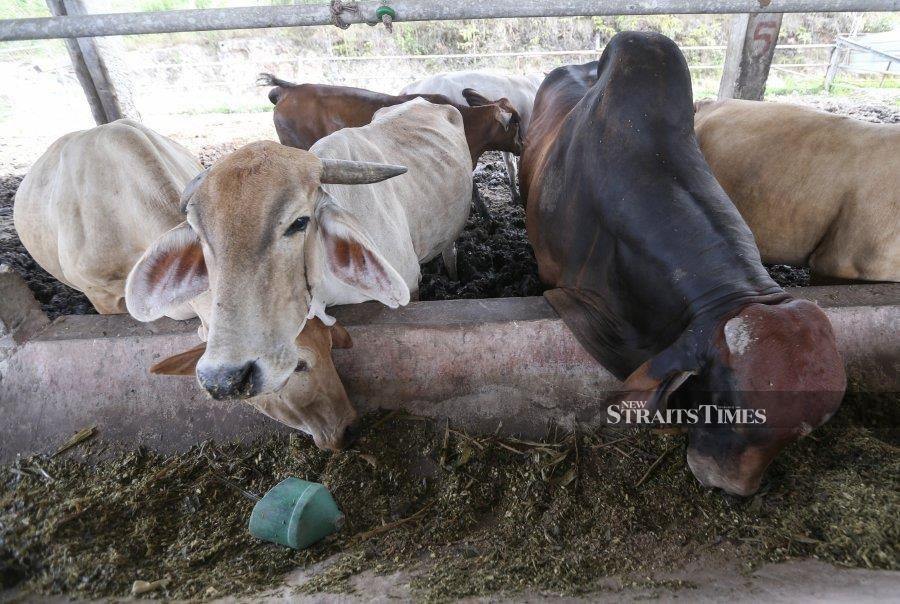 Livestock restrictions in Langkawi after Foot and Mouth Disease detected