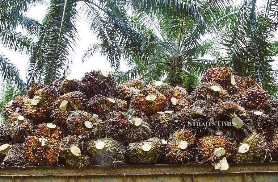 Palm up on bargain buying, stronger ringgit; economic uncertainty limits gains