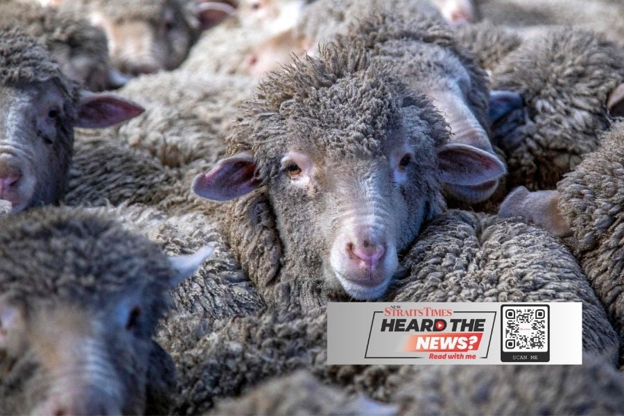 NZ sheep farmers battle pine forests
