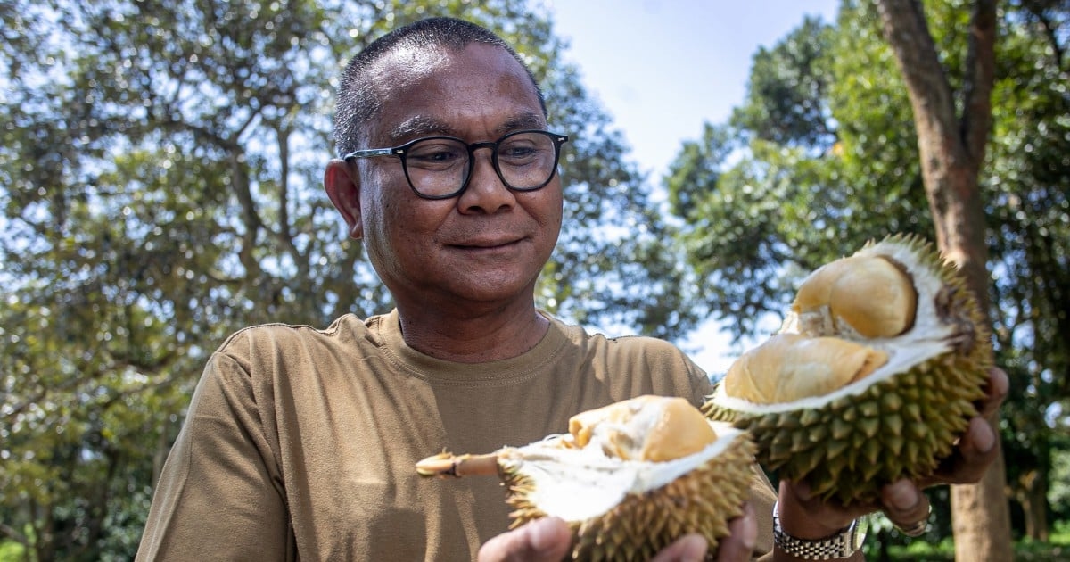 Mardi to introduce three new durian varieties within two years
