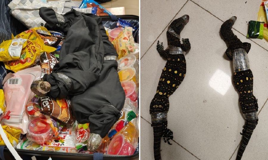 Passenger caught smuggling two monitor lizards at Indian Airport