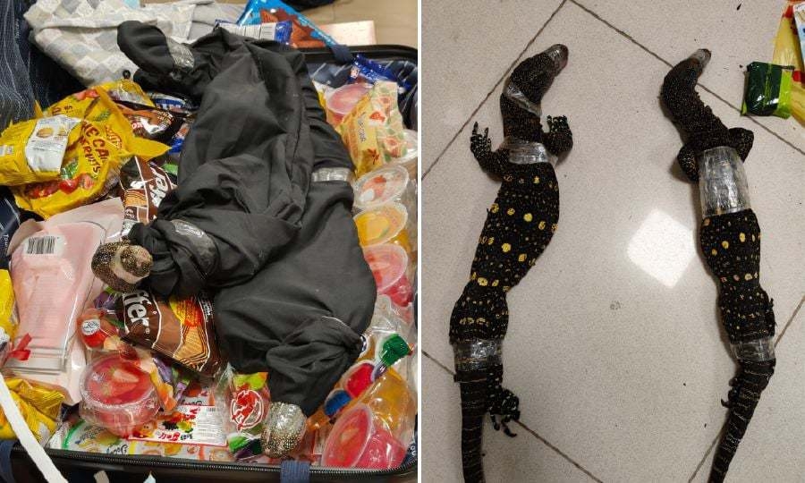 Perhilitan to probe monitor lizard smuggling case
