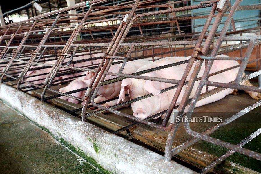 Pork prices soar after African Swine Fever outbreak in January
