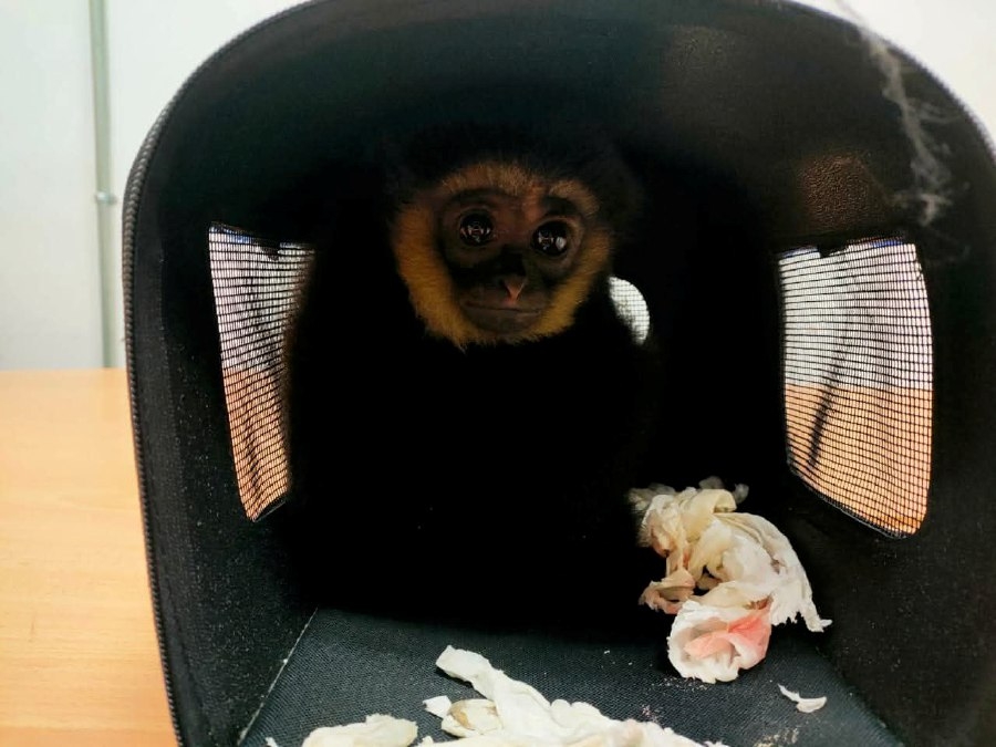 Foreigner arrested after gibbon, terrapins found in luggage at KLIA