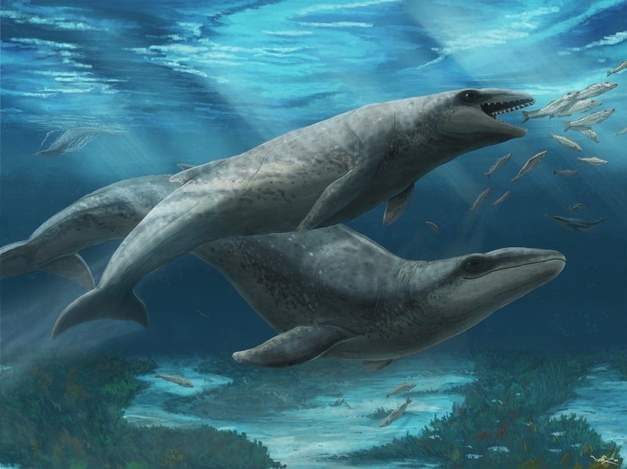 Scientists unearth 'cute' yet fearsome ancient whale from Australia