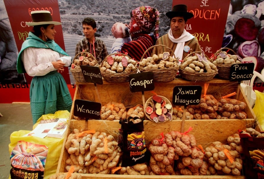 Evolutionary origins of the potato revealed - and a tomato was involved