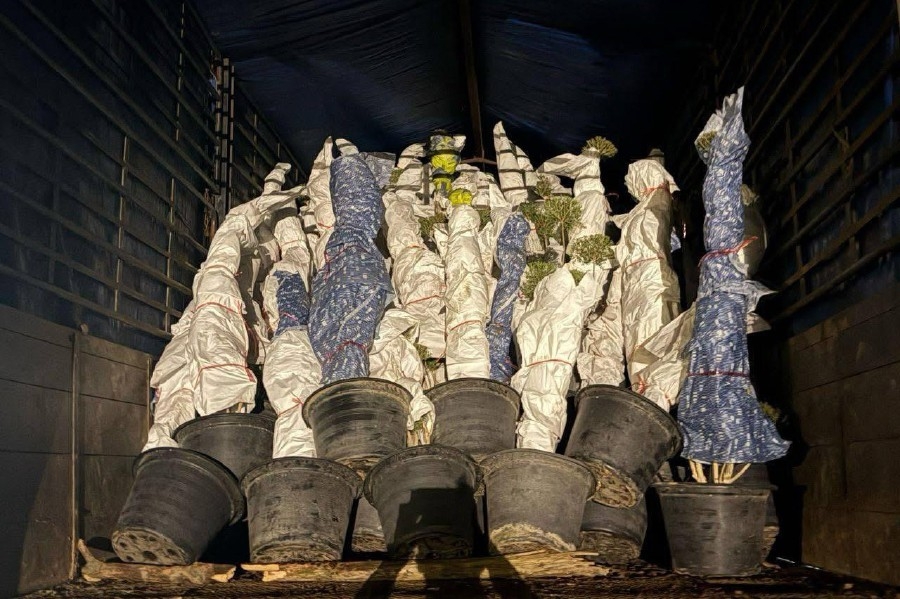 GOF seizes smuggled plants worth RM910,000 in Rantau Panjang