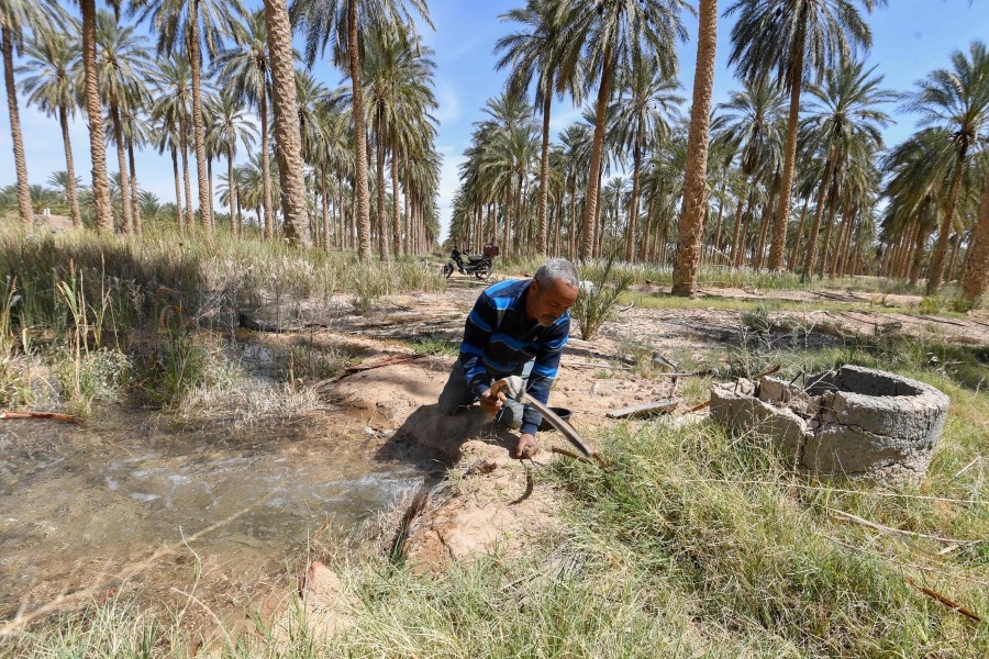 Tunisian 'revolution oasis' palm grove thrives on self-rule