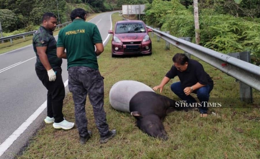 112 Malayan tapirs killed in road accidents between 2020 and 2024
