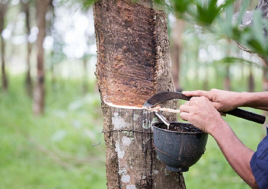 RHB: Malaysia's rubber sector faces headwinds amid global competition, weak pricing power