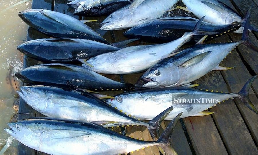 Penang plans RM300mil tuna port in Bagan Ajam