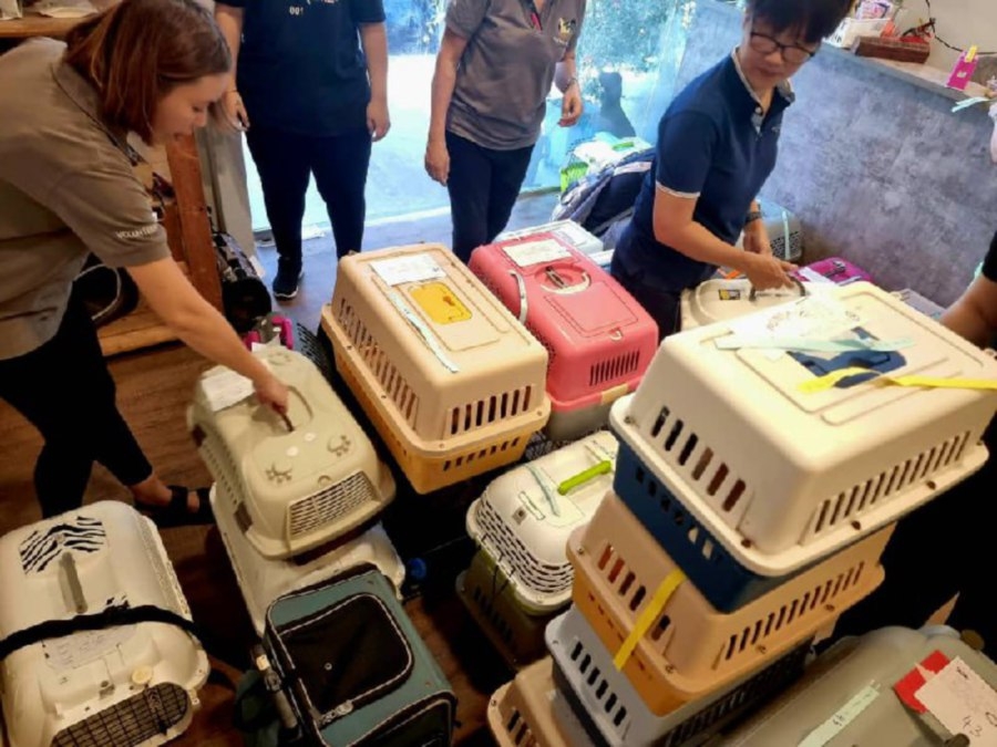 UTM's student-led cat neutering drive tackles stray surge