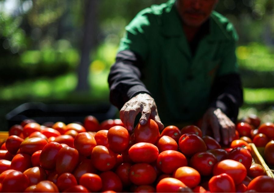 US imposes 17pct duty on most Mexican fresh tomatoes