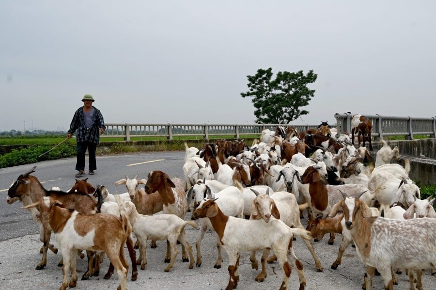 Fistful of dollars and rice for Vietnam farmers displaced for RM6 billion Trump golf club