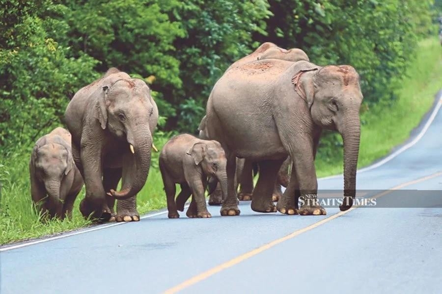 Perak, Perhilitan to tackle rising human-elephant conflicts