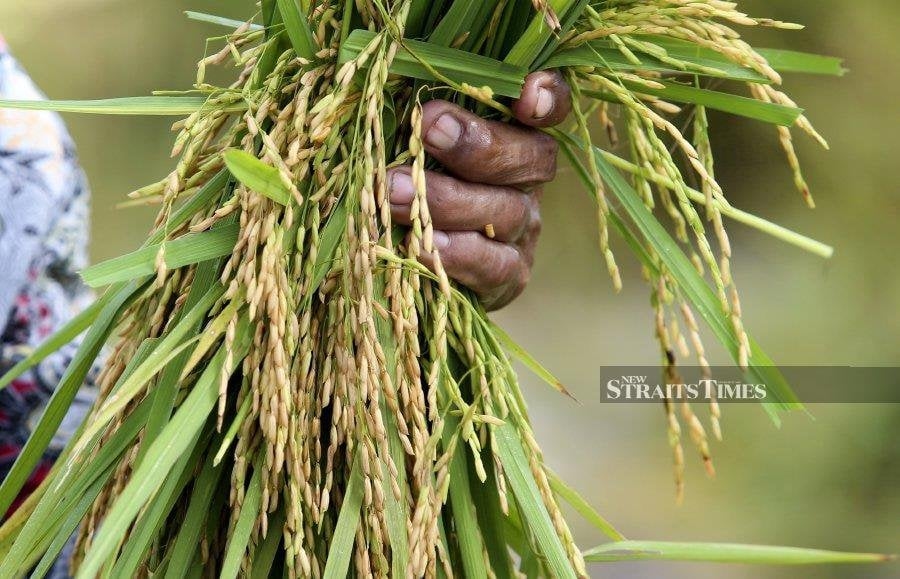 [UPDATED] Govt to boost domestic food production under 13th Malaysia Plan