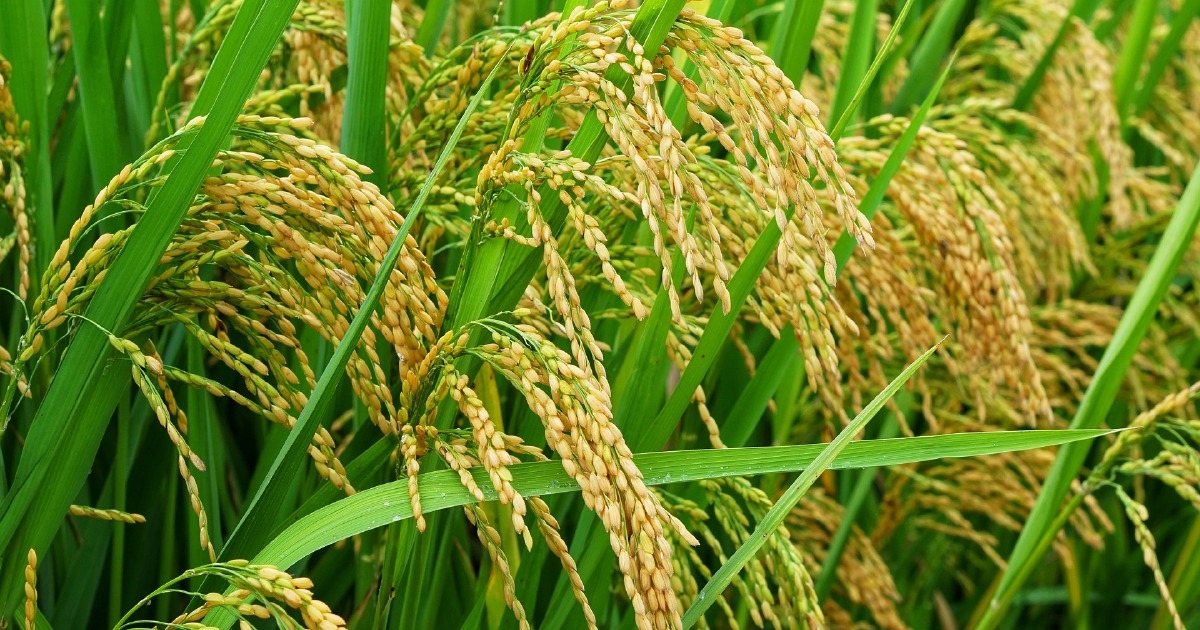 Kedah deserves RM200mil yearly for feeding nation, says consumer group