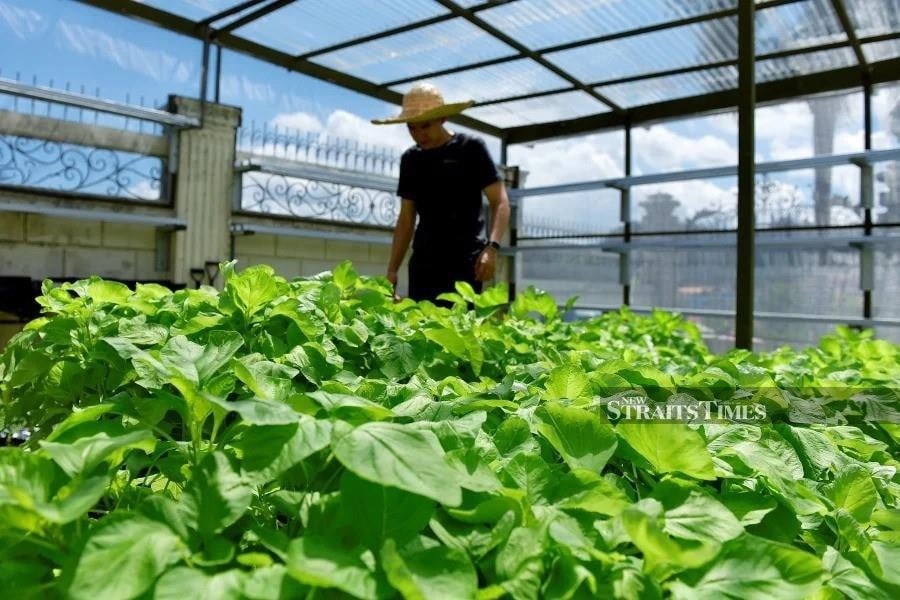 Sabah records highest agricultural holdings in Malaysia