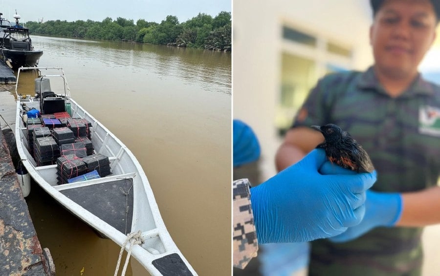 MMEA foils attempt to smuggle exotic birds worth RM100,000