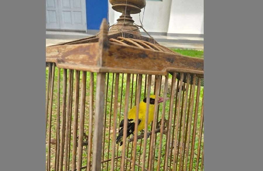 GOF seizes six protected species of birds in raid on shop