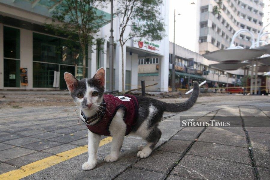 New feline front in Sarawak's rabies battle but complacency is greatest enemy