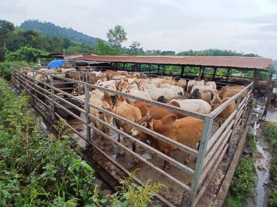 Illegal cattle farm near Sungai Langat under probe over pollution complaints